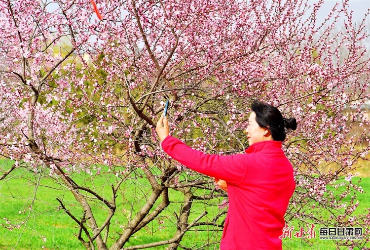 【焦点图轮播+移动列表+庆阳列表】西峰：桃红柳绿花枝俏 山乡处处春意浓_fororder_00301473889_ee7a79be