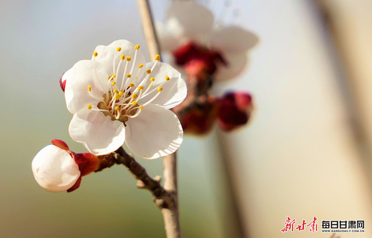 【乡村振兴图文列表】肃南明花乡迎来花季