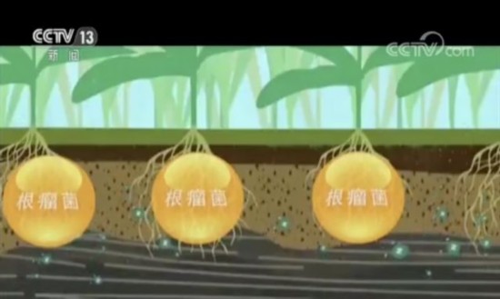 库布其治沙三十年：市场化打造绿色沙漠