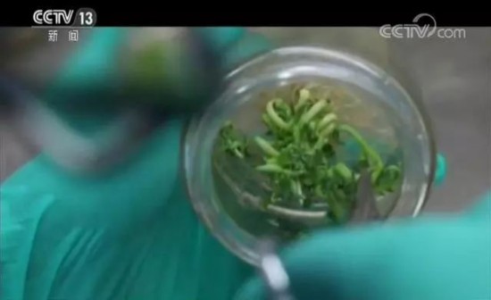 库布其治沙三十年：市场化打造绿色沙漠