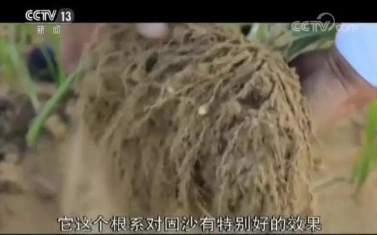 库布其治沙三十年：市场化打造绿色沙漠