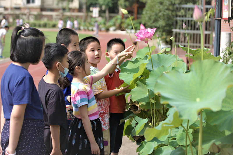 （有修改）（B 教育列表 三吴大地南京  移动版）南京中山小学：与莲花为友 与莲品为伴