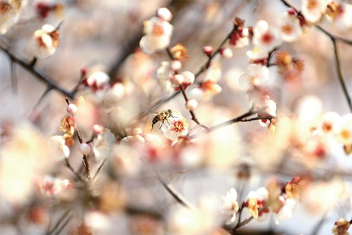 河南济源：以花为媒 城乡颜值变产值