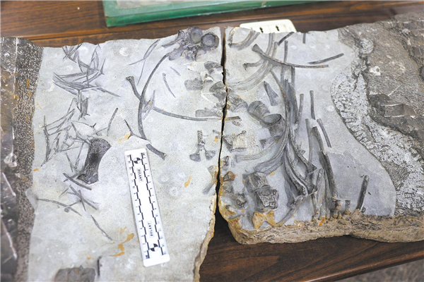 地大团队发现最大早三叠世鱼龙化石 长达3米，约与恐龙生活同时期_fororder_02