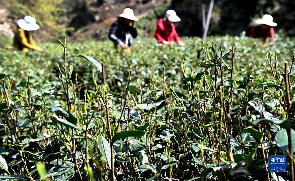 秦岭茶飘香 秦岭茶飘香