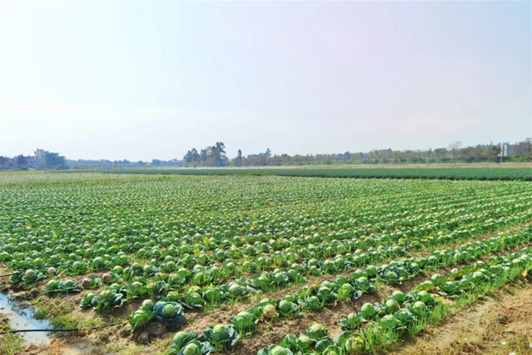 泉州惠安蔬菜丰收愁销路干部一线解民忧