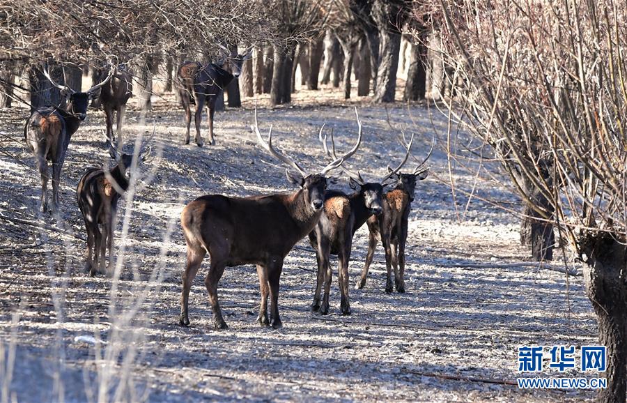 西藏山南:人工造林 动物安家
