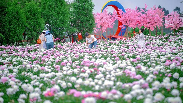 眉山彭山：满园春色关不住 芍药花开美如画