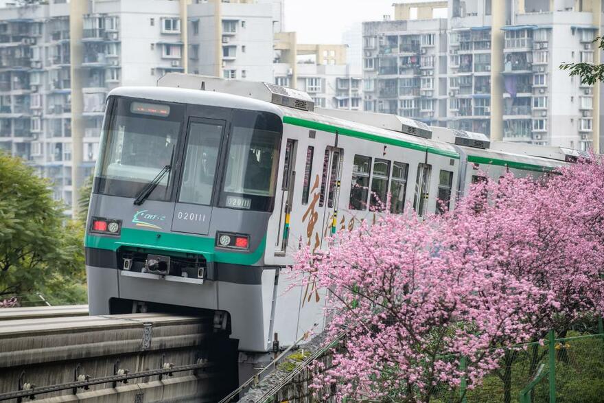 Train runs past blooming flowers in SW China's Chongqing_fororder_7