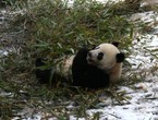 尽展萌态 成都大熊猫雪地里打滚撒欢兴奋不已(图)