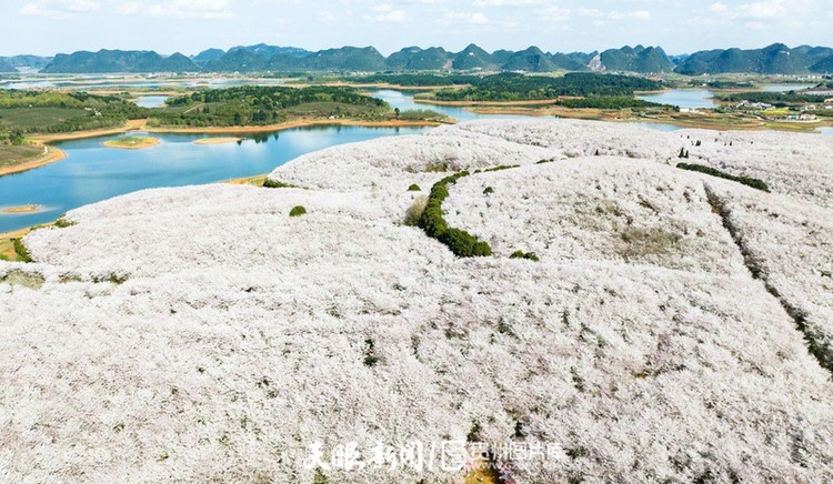 无人机+穿越机 带你看不同视角的贵安樱花