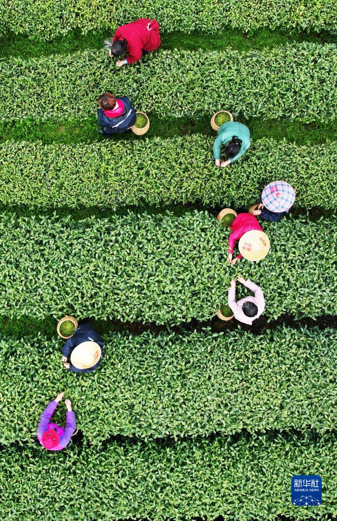 采摘明前茶 采摘明前茶