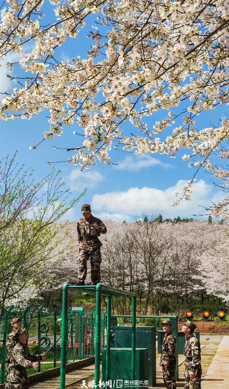 最美军营 武警战士万亩樱花园里的“硬核”浪漫