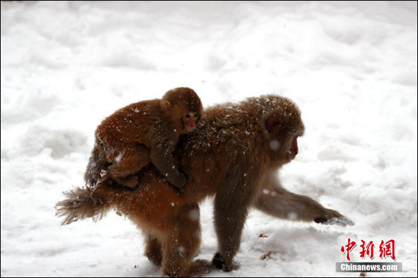 ฝูงลิงกังป่าท่ามกลางหิมะที่ตกโปรยปรายไม่ขาดสาย ในเขตอนุรักษ์ธรรมชาติ มณฑลเหอหนาน