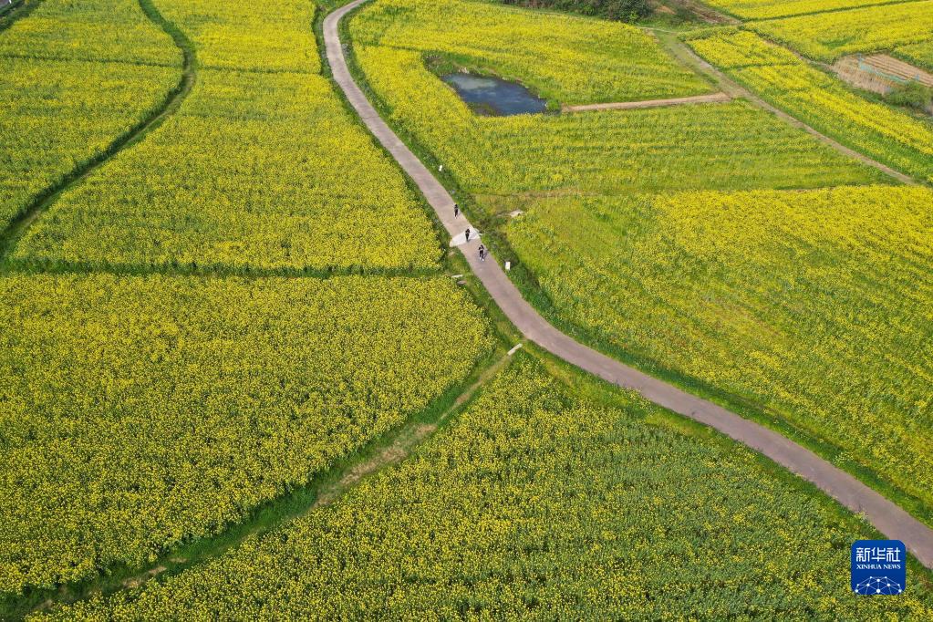 南京:油菜花开香慢城 南京:油菜花开香慢城