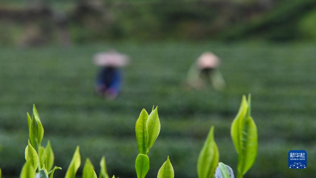 采摘明前茶 采摘明前茶