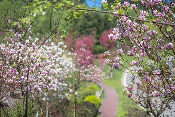 眉山洪雅:以花为媒 促进全域旅游发展_fororder_七里坪一景-供图-洪雅县委宣传部