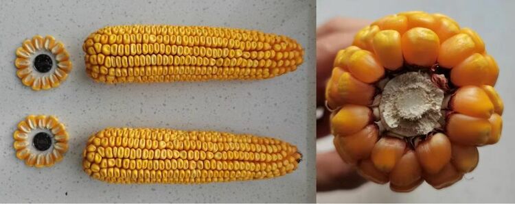 佳木斯大学新品种玉米产量综合排名居东北早熟区第一