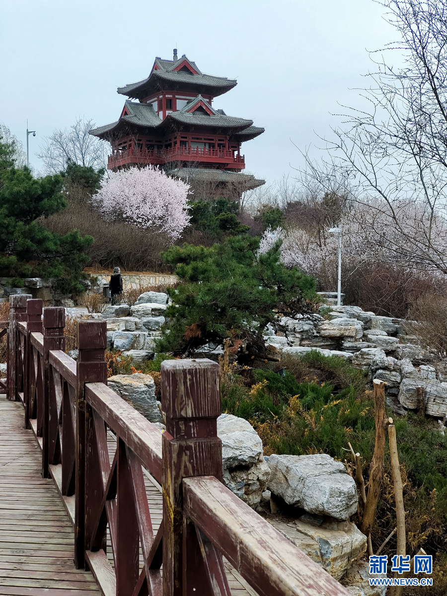 春风十里 北京这里有片“桃花海”