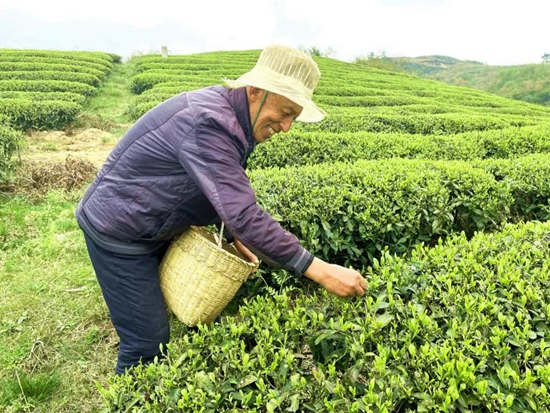 （供稿）贵州瓮安：春茶采摘进行时 1.75万亩茶园开采_fororder_瓮安1