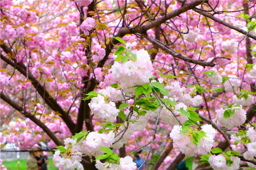 Расцветает сакура в тысячелетнем храме района Яньта города Сиань_fororder_图片3