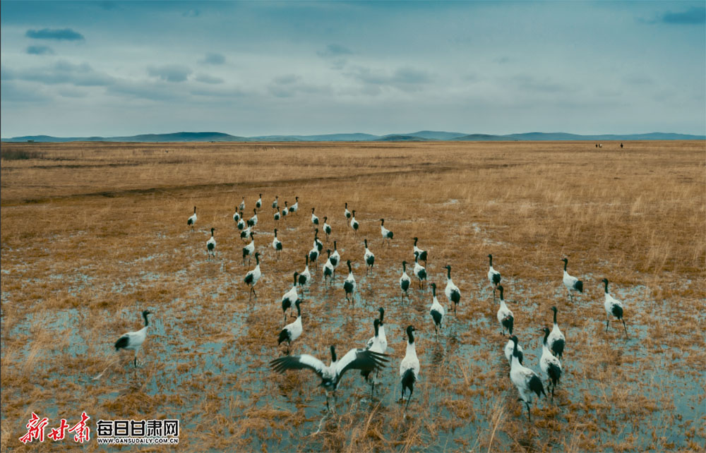 大量黑颈鹤归来 春日玛曲采日玛湿地美出新境界
