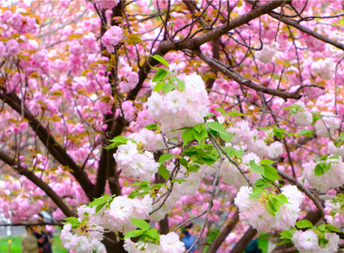 西安市雁塔区、桜満開の千年の古寺_fororder_微信图片_20220402100009