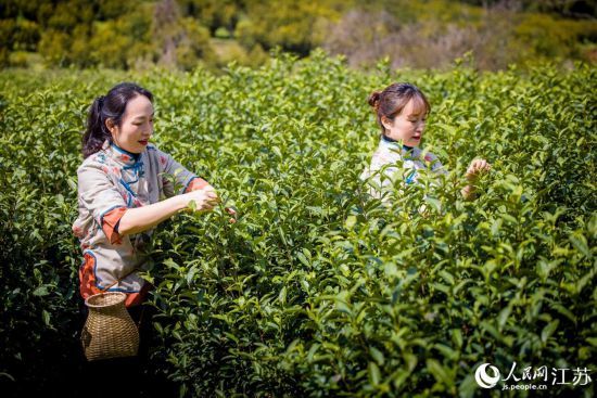 江苏无锡：春茶飘香采摘忙