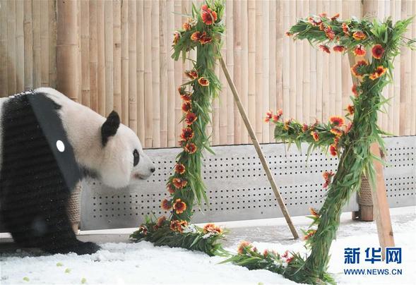 大熊猫思嘉的“生日派对”