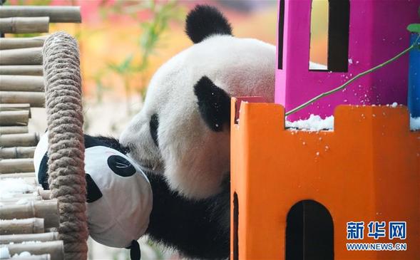 大熊猫思嘉的“生日派对”