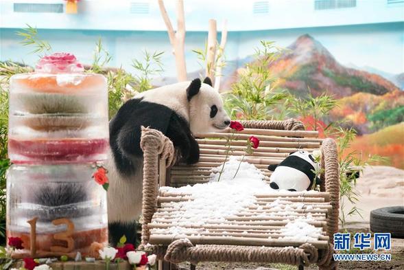 大熊猫思嘉的“生日派对”