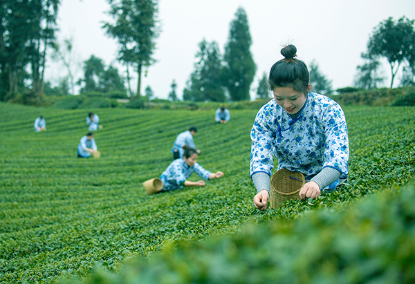 眉山洪雅：“青杠坪·茶客空间”获批AAA级景区_fororder_茶女采茶-摄影-何泽琼