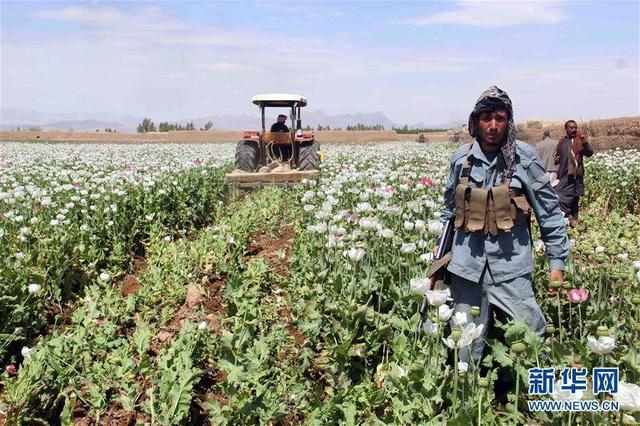 Taliban, Afganistan'da haşhaş ekimini tamamen yasakladı_fororder_32fa828ba61ea8d3faab2f948abb1044271f58cb