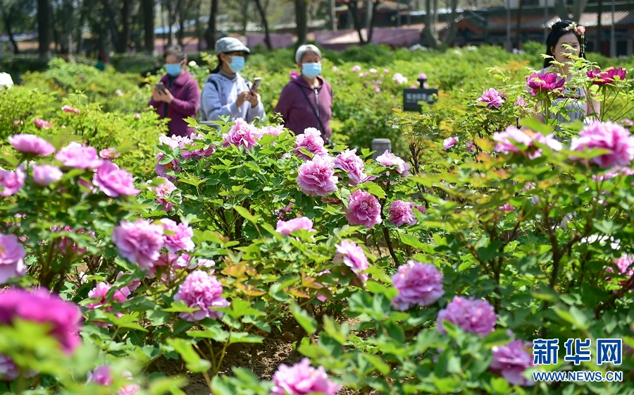 摄)4月3日,河南省洛阳市王城公园,市民在欣赏盛开的牡丹花