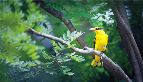 渭南野生动物保护行动成效显著 野生鸟类数量位居陕西省之首