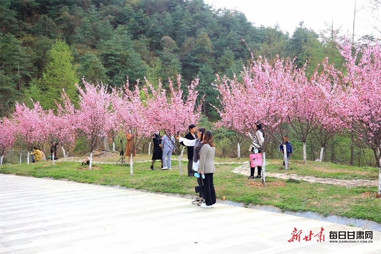 【移动端+县域图片列表】康县：十里梅花朵朵开 千树万枝浮暗香