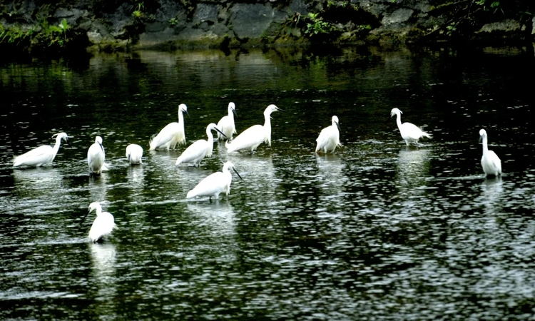 贵州都匀:诗画田园白鹭飞