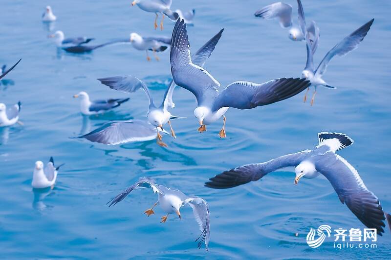 烟台最美海鸥季 一起寻找春日的浪漫