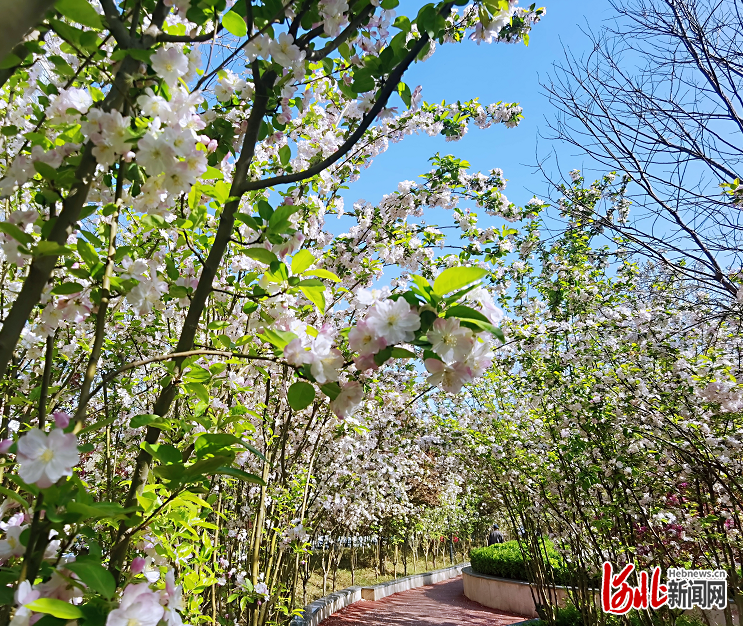 踏春赏花约起来河北石家庄民心河沿线海棠花竞相开放