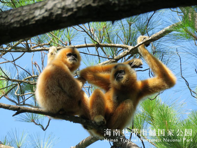 China's First Group of National Parks Built to Contribute to Global Ecological Protection_fororder_9