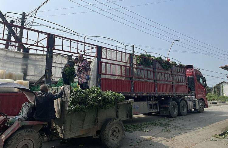 （转载）四川绵竹种菜大户捐赠 30吨新鲜莴笋抵达上海