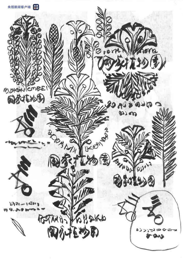 银杏+水杉!国家植物园标志设计方案大揭秘