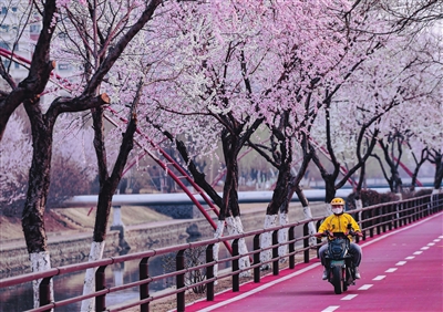 沈阳：在盛开的桃花下“奔跑”