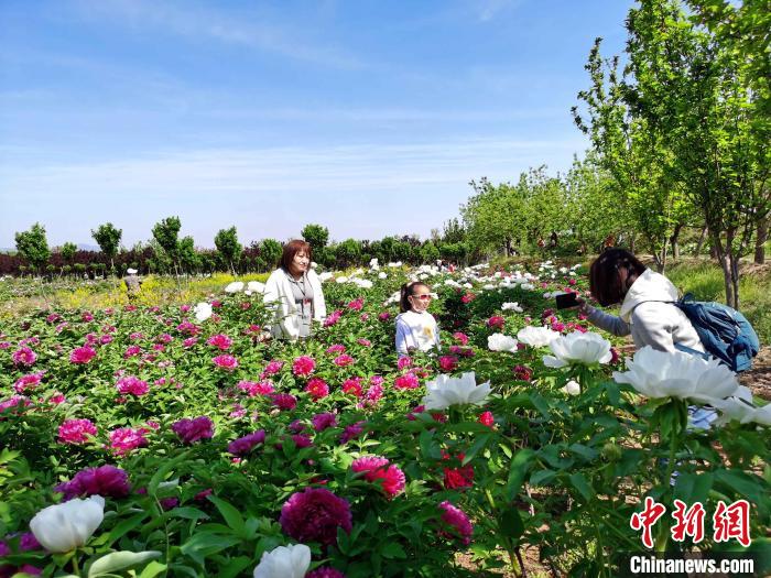 ក្រុងTan'an​ខេត្តShandongប្រទេសចិន៖សួនផ្កា​មូតានភ្នំ​Taishanជាង​20ហិកតា​បាន​រីក​​ស្គុះស្គាយ​យ៉ាងស្រស់បំព្រង_fororder_4