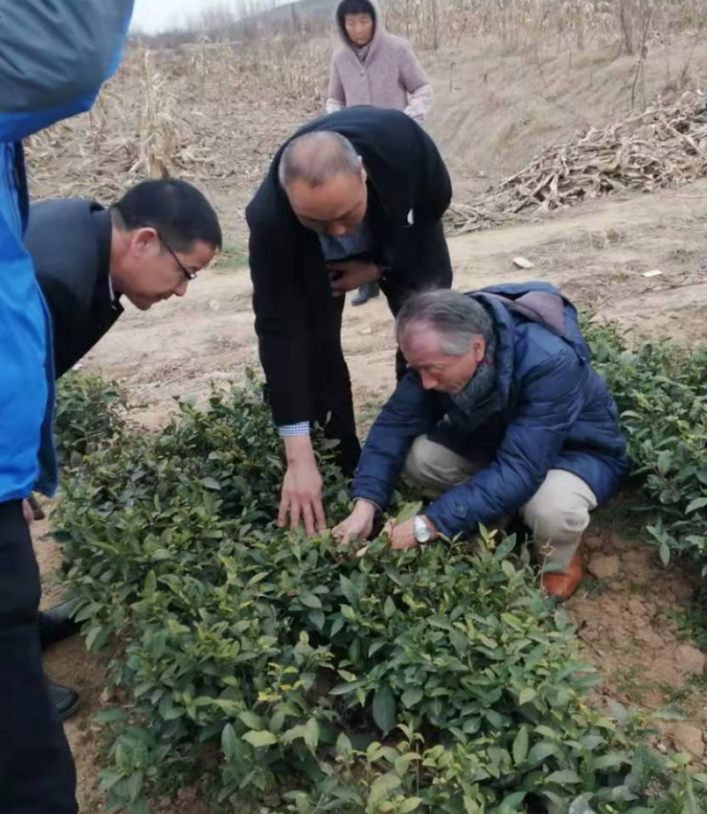 圣谷山南山茶园迎“首采” 露天日照春茶正式开采