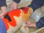 深圳海关截获日本名贵大型锦鲤：最长达1米(组图)