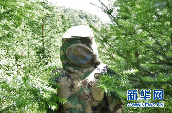 胡蜂养殖助贵州山区民众增收