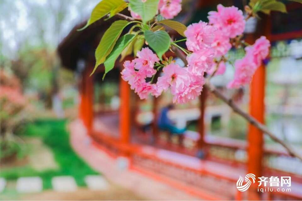 揽尽春色！雨后泰山西湖美如画