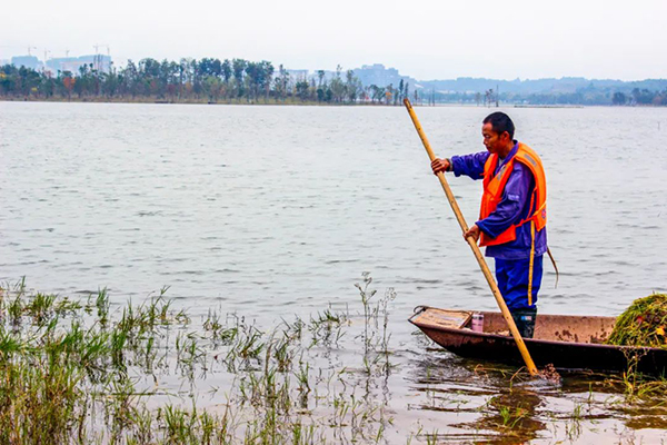 一人一舟 坚守在成都兴隆湖的“水生态维护者”们_fororder_↑-夕阳映照下，“水生态维护者”坚守兴隆湖的背影丨摄影：王振甲-