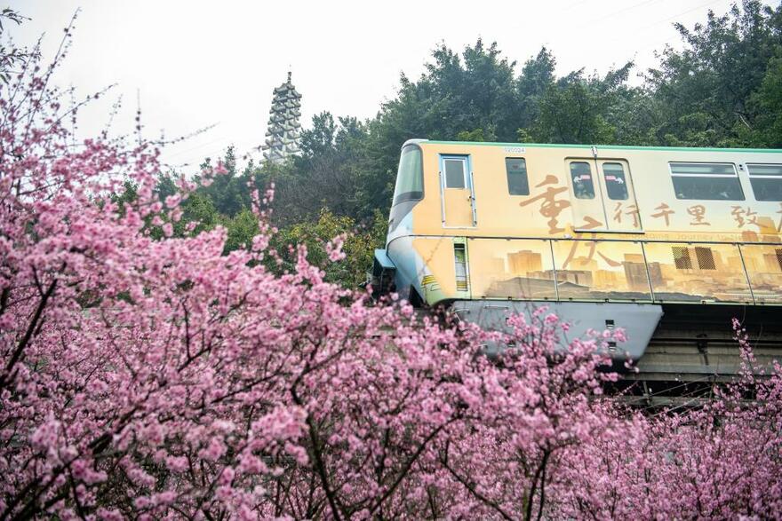 Train runs past blooming flowers in SW China's Chongqing_fororder_1